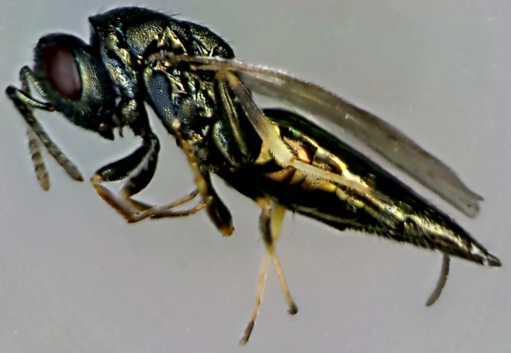 Pteromalus albipennis.jpg